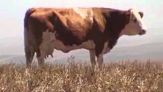 Dairy ranching with Fleckvieh beef cattle [upl. by Nwahsuq]