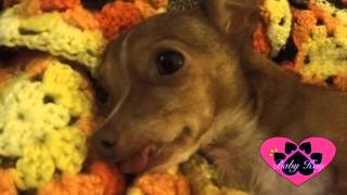 Loverly States  Baby Kay the Howling Chihuahua ft Paw Paw [upl. by Patterson]