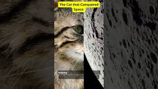 Astrocat The Cat that Conquered Space Félicettes Extraordinary Journey [upl. by Anemolihp]