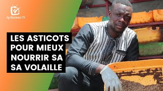 Burkina Faso  Les asticots pour mieux nourrir sa volaille [upl. by Ailic239]