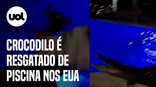 Crocodilo é resgatado em piscina da Flórida EUA veja vídeo [upl. by Xirdnek]