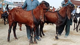 Bakra Mandi Sahiwal ki update beetal breeder bakry 03124058010 Altaf goat farm [upl. by Goldin361]