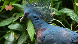 Visiting Animals in North Carolina Zoo  Asheboro  North Carolina  United States [upl. by Jimmie]