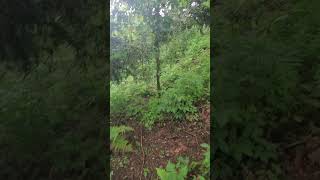 The Happy Lives of Forest Goats  Farming Shorts  Animal Shorts  PanamaLiveGoodonaFarm [upl. by Tindall]