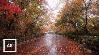 Walking in the Rain Autumn Leaves and Binaural Rain Sounds for Sleep Namsan Mountain Seoul ASMR [upl. by Red]