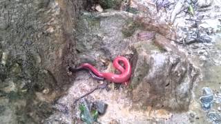 Giant Red Leech Vs Giant Earthworm of Mount Kinabalu3 [upl. by Gwenette]