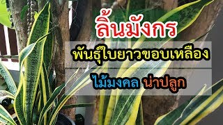 ลิ้นมังกร พันธุ์ใบยาวขอบเหลือง ไม้มงคล น่าปลูก  เปิดโลกออนไลน์ Ep90  Aranya Channel [upl. by Lancelle417]