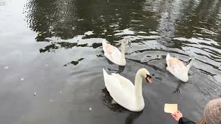 Feeding the swans at Welshpool Canal [upl. by Qidas]