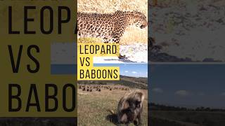 Leopard 🐆 Vs Baboon 🐒 Who Will Win leopard baboon shortsvideo [upl. by Iredale]