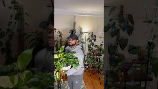 Epipremnum pinnatum albo plantroom houseplants plantvibes [upl. by Storfer]