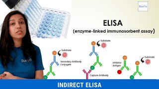 Indirect ELISA  Basics Explained [upl. by Ehctav]