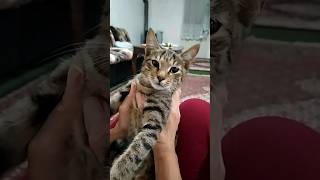 Zemestan no laughter 🤣😻 cute kitty cats [upl. by Leander]