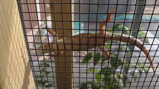 Female wall lizard Podarcis muralis climbing in her enclosure [upl. by Dlareg875]