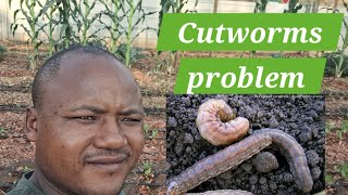 Cutworms Stuntamp Uneven growth Cover crops lessons [upl. by Hgielyk383]