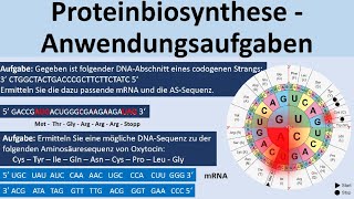 Proteinbiosynthese  KlausuraufgabenAnwendungsaufgaben Biologie Genetik Oberstufe [upl. by Mosby]