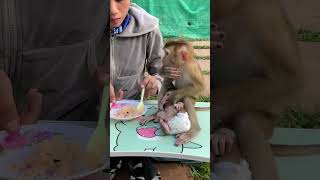 Adorable baby monkey monkeylove monkeybaby adorable adorablemonkey babyanimal monkeysmart [upl. by Subak]