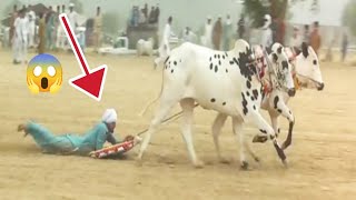 Dangerous Bull Race😭  Bull Race in Pakistan Pothwari Vlogs [upl. by Winfield]