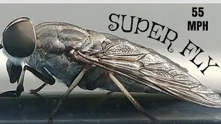 SUPER FLY  HORSE FLY AT 55 MILES PER HOUR [upl. by Willumsen]