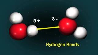 A Tasting of Culinary Science—Water amp Hydrogen Bonds [upl. by Jemie50]