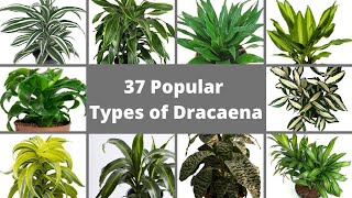 37 Popular Types of Dracaena Plants  Best Dracaena Varieties  Dracaena identification [upl. by Jules962]