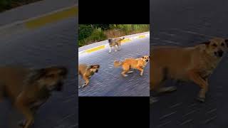 MOTORCUYU KÖPEK KOVALADI motovlog komik komikvideolar [upl. by Nalniuq]