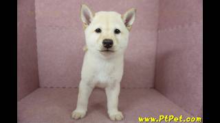 0917 白色柴犬 shiba 母幼犬日新犬舍 [upl. by Borlase226]