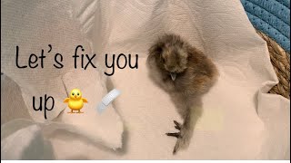 Fixing SPRADDLESPLAYED leg chicks [upl. by Ihcur]