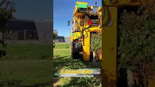 Grape Harvester Picking Wine Grapes [upl. by Maryly]