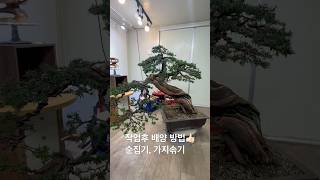 작업후 배양방법🍀3561🍀👍🏻🥳분재 지광원 파주이광수 백석문화대학교 대한민국분재No1 worldtourbonsai🌳⛳️🌏 [upl. by Bullis]