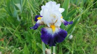 Tall bearded Iris quot Flash of Light quot contrasting white standards with dark purple edged falls [upl. by Eatnuhs]