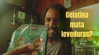 Reaproveitamento de lama de levedura com gelatina cerveja artesanal cerveja lama [upl. by Weiner]