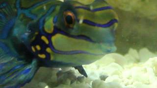 Mandarin Dragonet Eating Pods Close Up [upl. by Larson997]