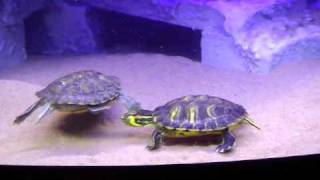 Décor aquarium pour tortues aquatiques Turtle tank handmade setup [upl. by Ashjian]