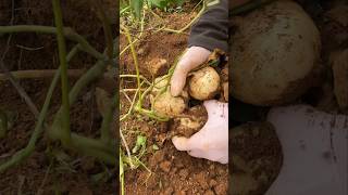 Harvest Jicama Underground farming amazing viral fruitgarden fruitplants carving fruittrees [upl. by Hameerak231]