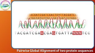 Pairwise Global Alignment of protein sequences [upl. by Nilatak733]