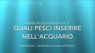 QUALI PESCI INSERIRE NELLACQUARIO  Guida per allestire un acquario di acqua dolce [upl. by Mallen588]