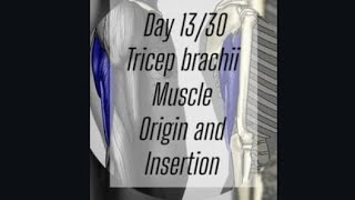 Tricep brachii muscle origin and insertion [upl. by Amaerd]