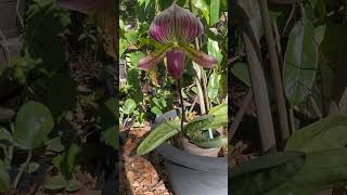 Paphiopedilum Orchid Hybrid coconutochid orchids orchidcollection [upl. by Enirehtak64]