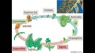 02 Botânica Pteridófitas Graduação [upl. by Adlesirg]