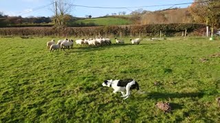 Patch  Border Collie Sheepdog Puppy [upl. by Cini115]