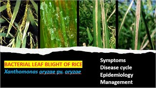 Bacterial Blight of Rice Cause Symptoms Cycle and Management Approaches [upl. by Ettenav611]