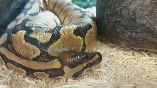 Ball Python At PetCo [upl. by Jolanta]