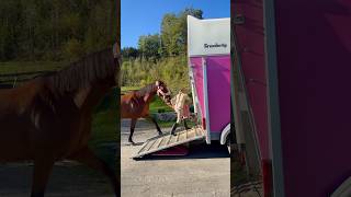 Ella amp Tarzan😍 Horse trailer loading❤️ shorts horse equestrian [upl. by Nnazil]