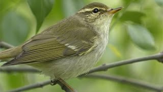 Arctic Warbler  Phylloscopus borealis [upl. by Tobias849]