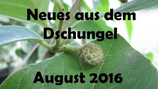 Neues aus dem Dschungel Aug 2016  English Subs [upl. by Aisemaj]