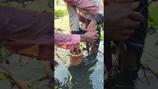 চারির মধ্যে বিশাল শোল মাছ পরছে fishing fish fishingbd shortsfeed shorts [upl. by Dhruv40]