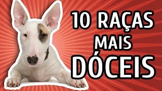 10 RAÇAS DE CACHORRO MAIS DÓCEIS [upl. by Gardener]