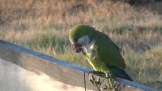 Monk Parakeets In The Wild  Myiopsitta monachus [upl. by Lear]