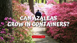 Can Azaleas Grow in Containers 🌸🌱👍 [upl. by Isabelita]