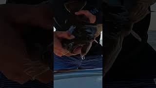 Catching Summer Flounder Ocean Fishing [upl. by Ahsinit]